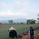 직산농장 이미지