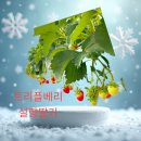 트리플농장 이미지