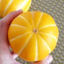 참외 고르는 법 &#39;이것&#39;만 기억하세요! 실패 없이 달달한 설탕 참외입니다 이미지