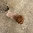 코코 반려견 호텔 이미지