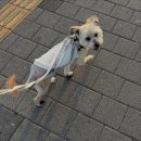 힐더독 | 버니 임보 일기3🐰 | 버니 첫 호캉스 | 힐더독반려견유치원호텔