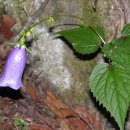 금강초롱 이미지