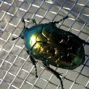 점박이 농장 이미지