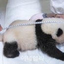 판다 이데일리