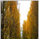 미루나무 이미지