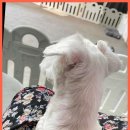 베베호텔 유치원 & 애견스파 이미지