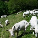 영기목장 이미지