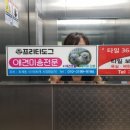 프리티 도그 이미지