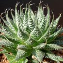 아리스타타 이미지