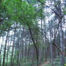 수색-019 | 가평 호명산 잣나무숲 백패킹 - 진정한 백패커가 되다 [2014.07.04~05 / No.019-02]