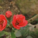 이화원(온실) 이미지