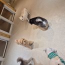 제일애견 | 광안애견호텔 이용 후기 꼬미가 제일 좋아하는 하루