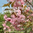 (주)지금 | 춘천 강원도립화목원 겹벚꽃 실시간 현황 2026.4.19