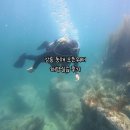 강릉 동해 스킨스쿠버 오픈워터 해양실습 수온 시야 총정리