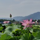 충무동중앙민원센터 맞은편 보도 | 20250710 창원 람사르 습지 주남저수지 연꽃 개개비