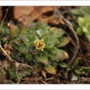 꽃다지 앞 이미지