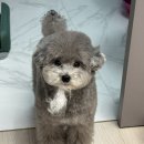 팍스도그트레이닝센터 이미지