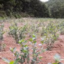 천년 농장 이미지