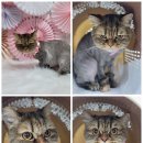 댕냥이살롱 이미지