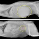 동그라미 동물의료센터 이미지