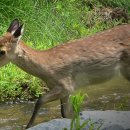 중앙2사슴 이미지