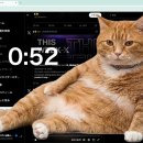 원벨리캣 동아일보