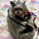 마니빌펜션 | 강아지랑 인천 강화도 가족여행 / 애견 펜션 (마니빌독채풀빌라)