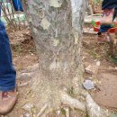 백송 농장 이미지