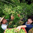 김연화농장 이미지