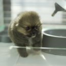 곱슬강아지 이미지