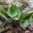 둥지세신 이미지