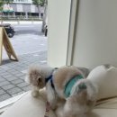 비비앤독 네이버블로그