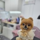 멍멍 스타일 이미지