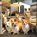 8코기네 이미지