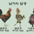 꼬끼오 이미지