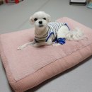 짐큐어 | 강아지 슬개골 탈구 수술 후 관리 | 넥카라 대신 메디큐어수트 후기