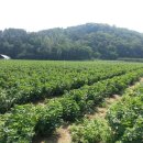 블랙커런트 재배관련교육안내입니다 이미지