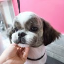 위드독스샵 이미지