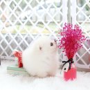 화이트포메라니안 이미지