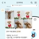 댕댕이묭실