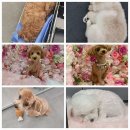 서울 양천구 도기도기, 가격, 후기, 영업시간