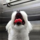 두지 | 울산강아지훈련소 심한 분리불안으로 단 하루도 혼자 두지 못했던 가정의 애견방문교육 후기