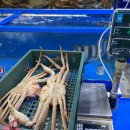 가락시장 | 가락시장 대게 할인해서 먹은 후기, 놀부수산과 함께!
