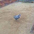 동보농장 이미지