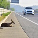 충남야생동물구조센터 이미지