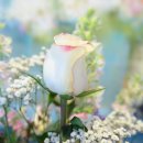 장미화장실 이미지