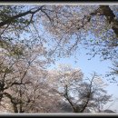 덕치초등학교 Daum카페
