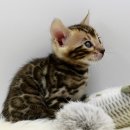 반포자이동물병원 이미지