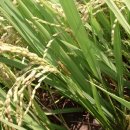 직신마을회관 이미지