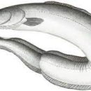 - 미국 붕장어 Eel, American Conger 이미지